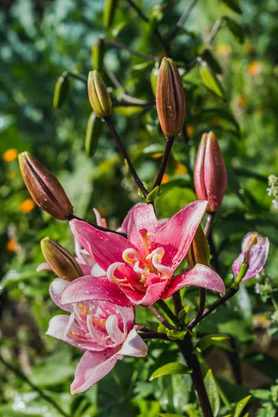 As belas flores molhadas e botões de laranja de lírios rosa no jardim de verão. Foto vertical — Fotografia de Stock