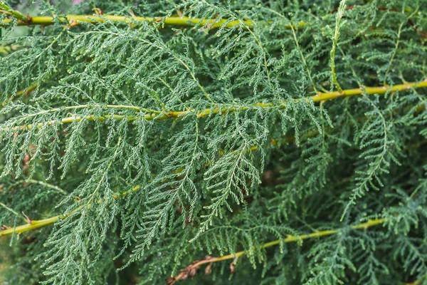 En grön tamarix gracilis växt på en suddig grön bakgrund i sommar — Stockfoto