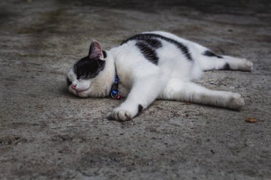 Bir güzel yetişkin genç siyah ve beyaz kedi gri beton yüzeyi