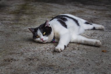 Bir güzel yetişkin genç siyah ve beyaz kedi gri beton yüzeyi iri gözlü