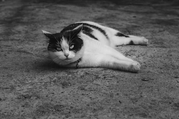 A black and white photo of a beautiful adult young black and white cat with big eyes on a gray concrete surface — Stock Photo, Image