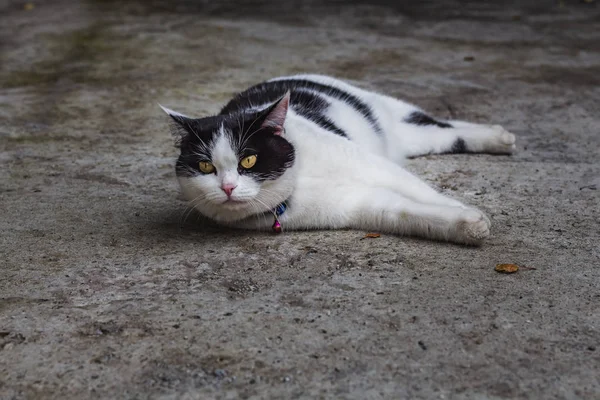 En vacker vuxen unga svart och vit katt med stora ögon på en grå betongytan — Stockfoto