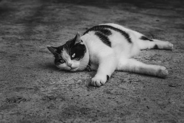Черно-белая фотография красивого взрослого молодого черно-белого кота с большими глазами на серой бетонной поверхности — стоковое фото