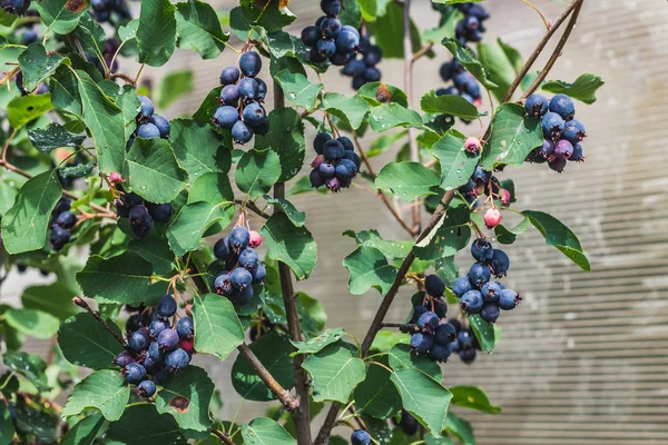 Os galhos de um grupo de bagas de shadberry maduras pretas frescas em um arbusto com folhas verdes brilhantes — Fotografia de Stock