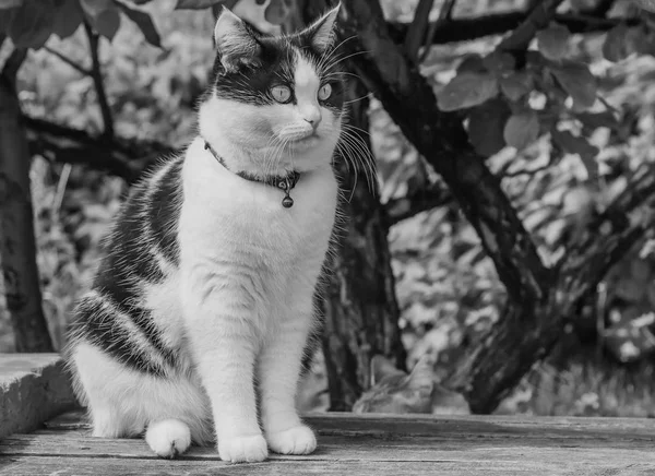 Uma foto em preto e branco de um belo adulto jovem gato preto e branco com grandes olhos em uma superfície de madeira cinza — Fotografia de Stock