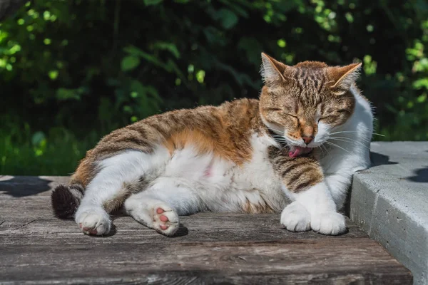 Beautiful Adult Young Tabby Fun Fat Cat Closed Eyes Brown — Stock Photo, Image