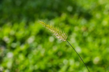 Bir yeşil ve sarı agropyron cristatum bitkinin güzel bir doku üzerinde arka plan bulanık yeşil olduğunu