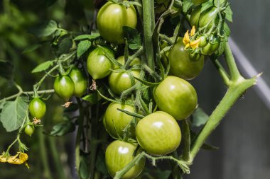 Bir yaz bahçesinde are a demet yeşil domates ve sarı çiçek