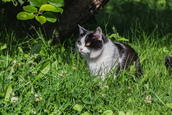 一个美丽的成年年轻的黑白色的猫与大黄眼睛和粉红色天鹅绒湿鼻子躺在绿色的草地上的花园里的夏天 — 图库照片