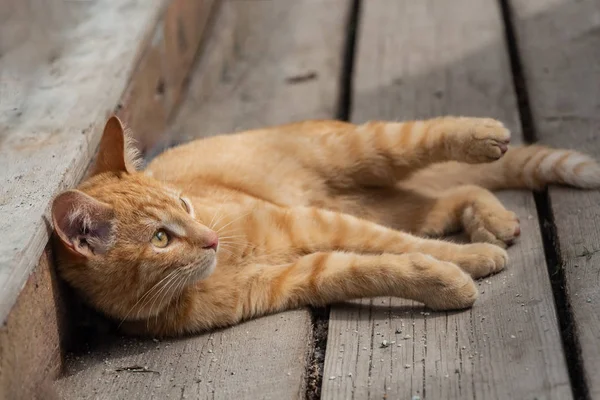 Vacker Ljus Röd Kattunge Med Gula Ögon Och Rosa Näsa — Stockfoto