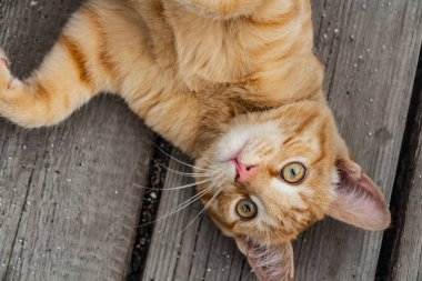 Bir yaz bahçesinde bir eski gri ahşap kurulları zemin üzerine sarı gözleri ve pembe burunlu bir güzel parlak kırmızı kedi yavrusu olduğunu