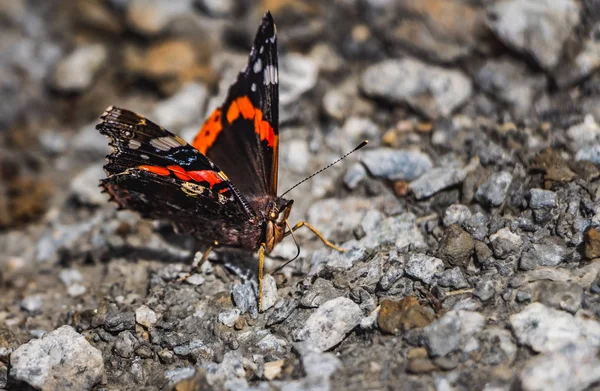 Vanessa Atalanta Almirante Vermelho Uma Borboleta Com Asas Pretas Faixas — Fotografia de Stock