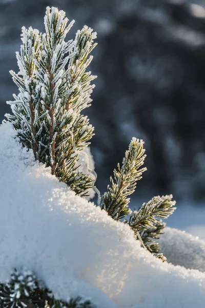 冬のクリスマスとお正月の飾りは 白い雪と霜と小さな緑のモミの木 — ストック写真