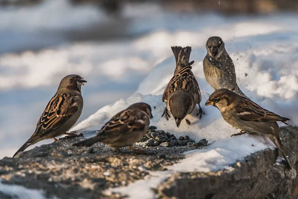 一群灰色和棕色的麻雀坐在灰色的混凝土表面上 有白雪 冬天在公园里吃鸟种 — 图库照片