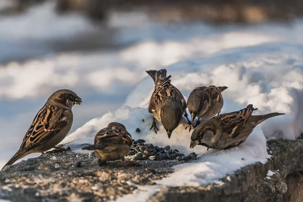 Een Groep Van Grijs Bruin Mussen Zit Een Grijze Betonnen — Stockfoto