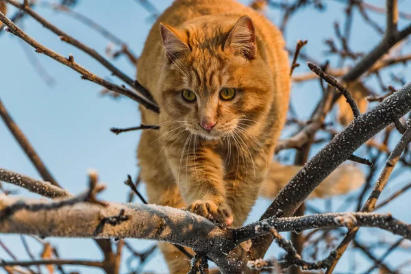 Hermoso Gato Rojo Brillante Con Ojos Amarillos Nariz Rosa Está — Foto de Stock