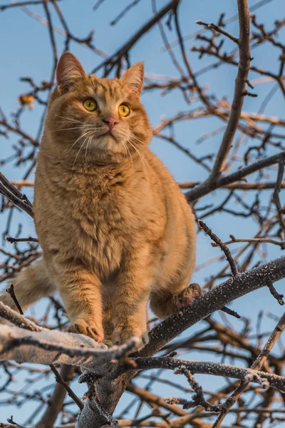 黄色目とピンクの鼻と美しい明るい赤猫は冬に白い雪と霜庭の木の上 — ストック写真
