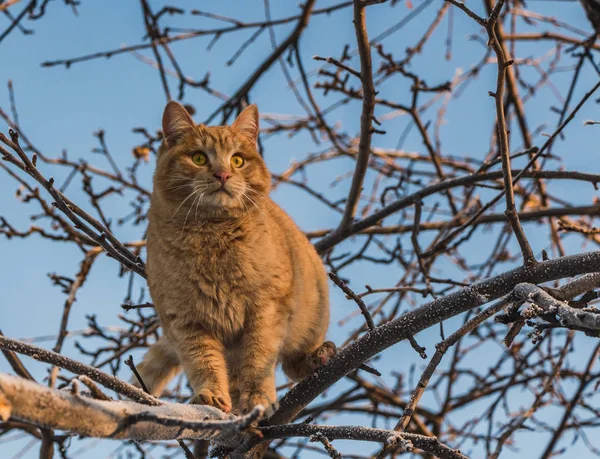 Piękny Jasny Czerwony Kot Oczu Żółty Różowy Nos Jest Drzewie — Zdjęcie stockowe