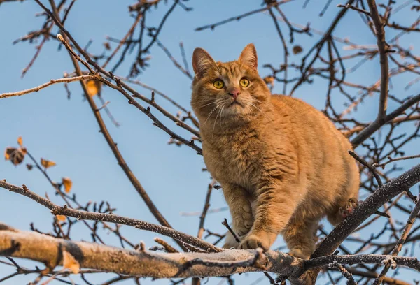 一只美丽的鲜红的猫 眼睛是黄色的 鼻子是粉红色的 冬天在花园里的一棵白雪和霜的树上 — 图库照片