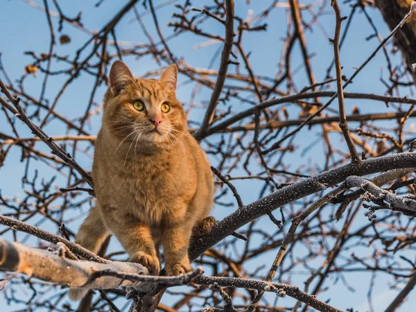 Piękny Jasny Czerwony Kot Oczu Żółty Różowy Nos Jest Drzewie — Zdjęcie stockowe