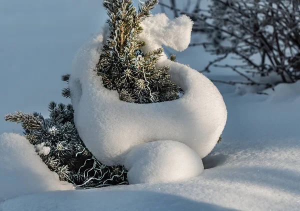 Malé Zelené Jedle Bílý Sníh Mráz Pro Vánoční Novoroční Výzdobu — Stock fotografie