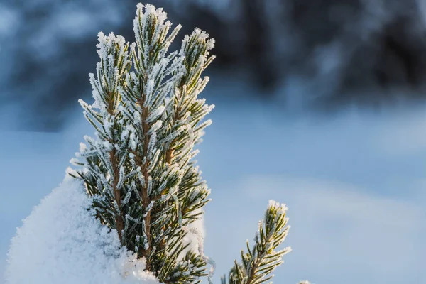 冬のクリスマスとお正月の飾りは 白い雪と霜と小さな緑のモミの木 — ストック写真