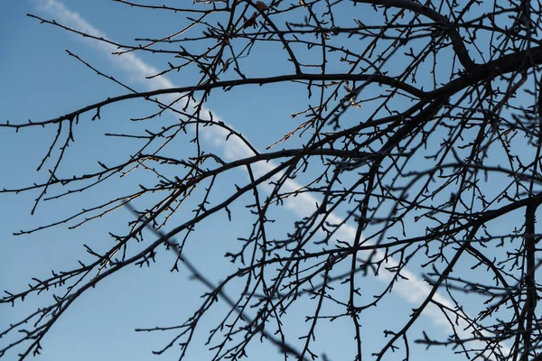 Suddig Vita Spår Flygplan Blå Himmel Med Mörka Silhuetter Grenar — Stockfoto