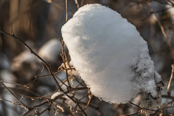 Ветви Кустов Снегом Зимой Парке — стоковое фото