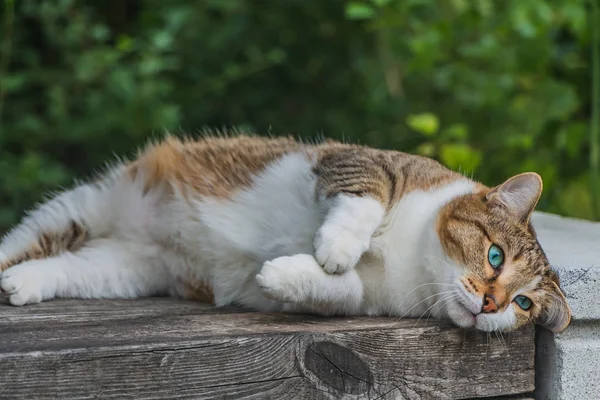 Vacker Vuxen Unga Tabby Katt Med Blå Ögon Och Brun — Stockfoto