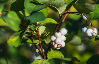 Beyaz ve yeşil çilek Svidina yeşil yaprakları ile beyaz bir fırça bir park sonbaharda vardır.