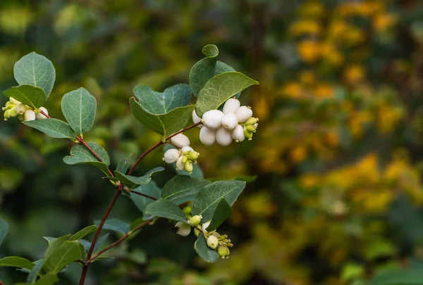 Brush White Green Berries Svidina White Green Leaves Park Autumn — Stock Photo, Image