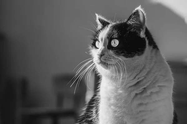 花园里有一只美丽的成年年轻的黑白相间的猫 大眼睛 — 图库照片