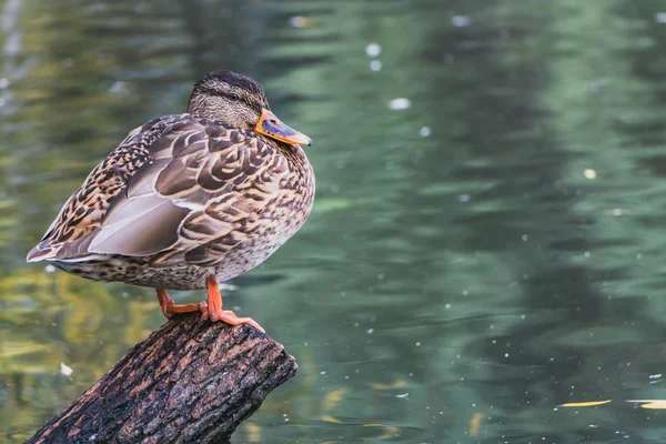 Eine Grau Braune Junge Ente Mit Gelber Nase Und Orangefarbenen — Stockfoto