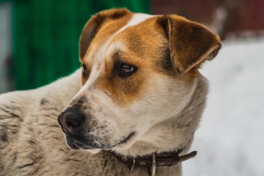 Bir büyük güzel kahverengi ve beyaz Mongrel kahverengi deri tasma kahverengi gözlü yard kışın korur.