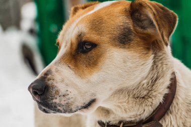 Bir büyük güzel kahverengi ve beyaz Mongrel kahverengi deri tasma kahverengi gözlü yard kışın korur.