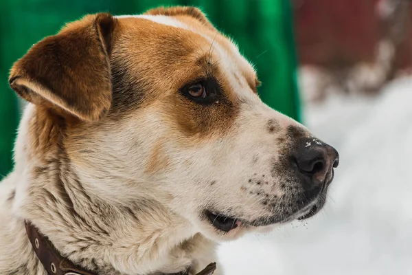 A Head of a big beautiful pooch brown-white dog with brown eyes in a brown leather collar is guarding the yard in winter