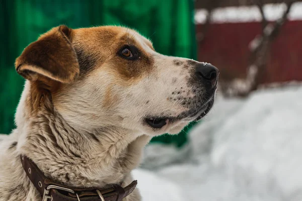 Talvella Pihaa Vartioi Ison Kauniin Koiranpennun Pää Ruskea Valkoinen Koira — kuvapankkivalokuva