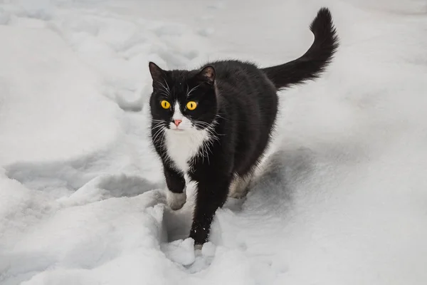 A beautiful black and white cat with big bright yellow eyes and pink nose eats its brown dry food on a white snow background in a winter garden.