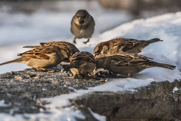 Een groep van grijs en bruin mussen zit op een grijze betonnen ondergrond met witte sneeuw en eet vogels-zaad in de winter — Stockfoto