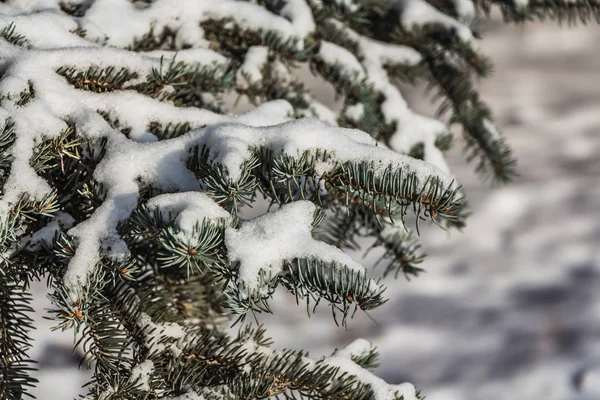 白い雪に青いモミの木の枝は、クリスマスの装飾 — ストック写真
