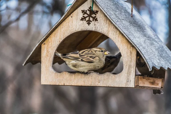 Μια ομάδα από γκρι και καφέ τα σπουργίτια είναι σε ένα παλιό κίτρινο πουλί και σκίουρος τροφοδότης σπίτι από κόντρα πλακέ στο πάρκο το φθινόπωρο — Φωτογραφία Αρχείου