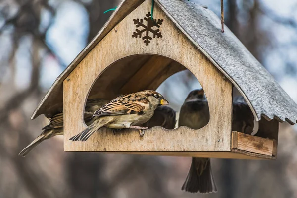 Een Groep Van Grijs Bruin Mussen Eet Een Oud Gele — Stockfoto