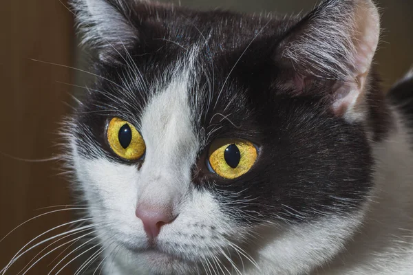 一个美丽的成人双色黑白相间的猫的肖像, 黄色的眼睛和粉红色的鼻子在厨房 — 图库照片