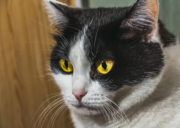 Portrét krásné dospělé bicolor černá a bílá kočka s žlutýma očima a růžový nos v kuchyni — Stock fotografie