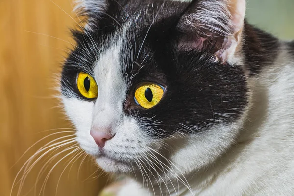 Portrét Krásné Dospělé Bicolor Černá Bílá Kočka Žlutýma Očima Růžový — Stock fotografie