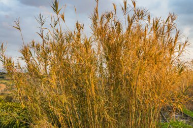 Yeşil çim ve sarı çiçek Oxalis pes-caprae keçi-ayak ve Arundo donax dev baston ile büyümüş bir demiryolu