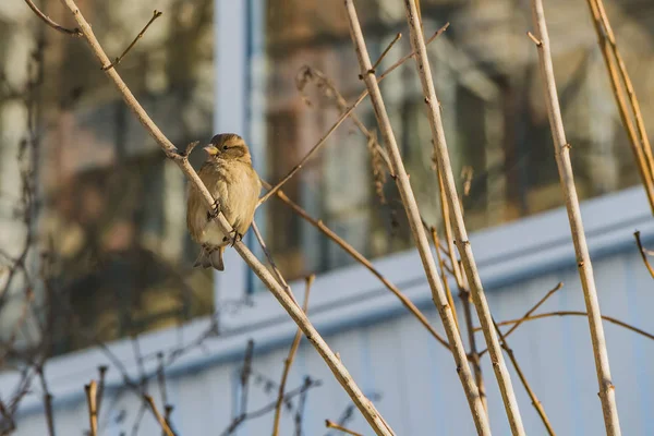 Rolig Grå Och Bruna Sparrow Sitter Brun Gren Gården Hösten — Stockfoto