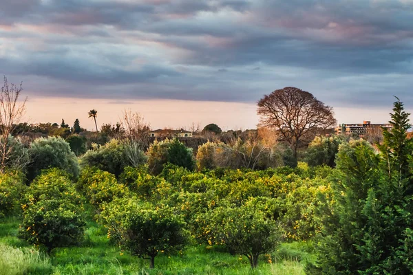 An orange garden is on the background of sky at sunrise in Italy