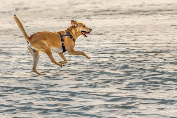 A young redhead beautiful strong dog with short hair and open mouth in black harness runs along the sandy beach