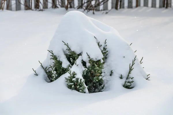 Noel ve yeni yıl süslemeleri bir kış bahçesinde beyaz kar ve buz küçük yeşil ardıç ağacıyla içindir